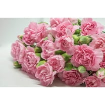 Seedville 50 La France Pink Carnation Seeds, Dianthus Caryophyllus Chabaud Flower
