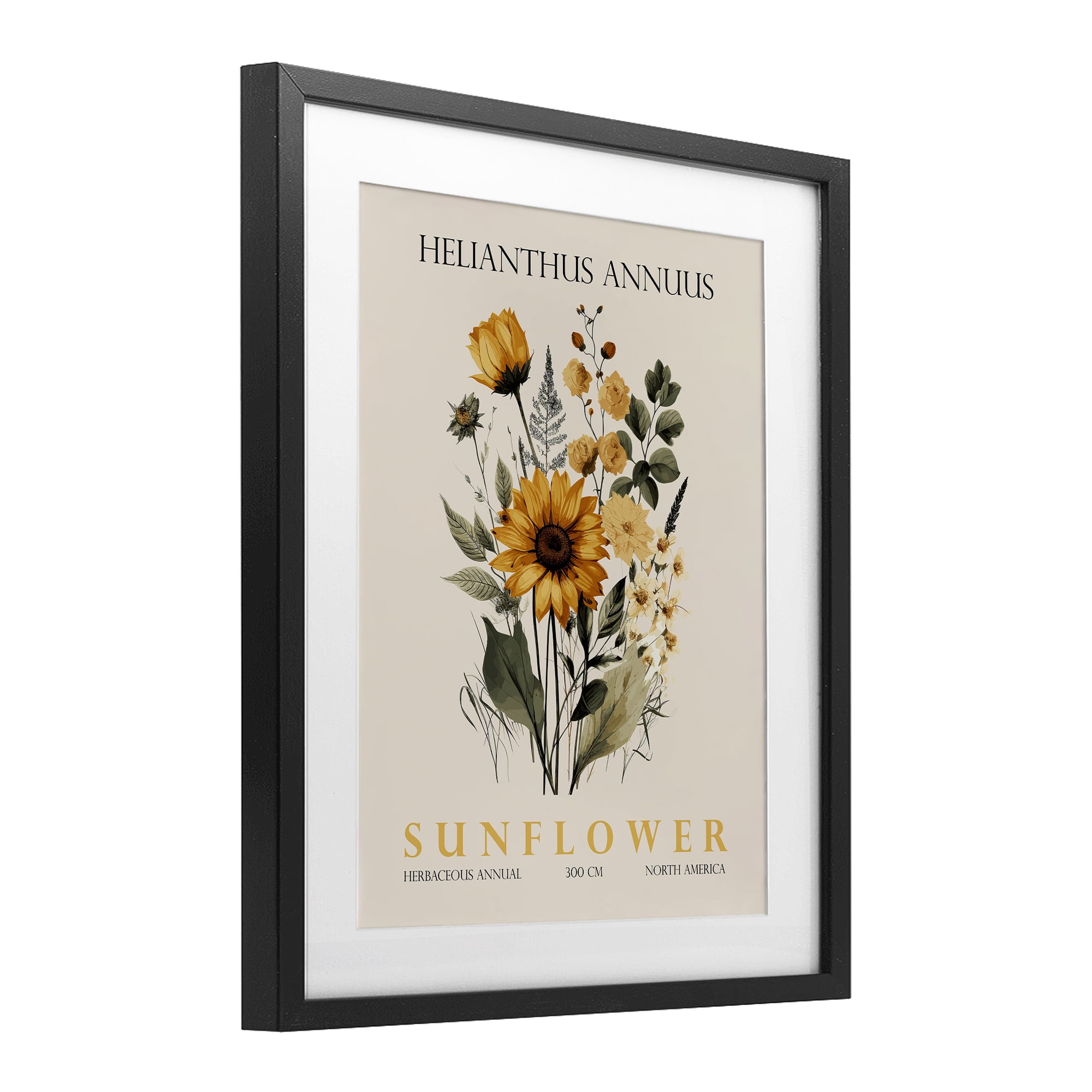 Stupell Industries Natural Sunflower Bundle Black Framed Print Under Glass, design by Christopher Giampietro