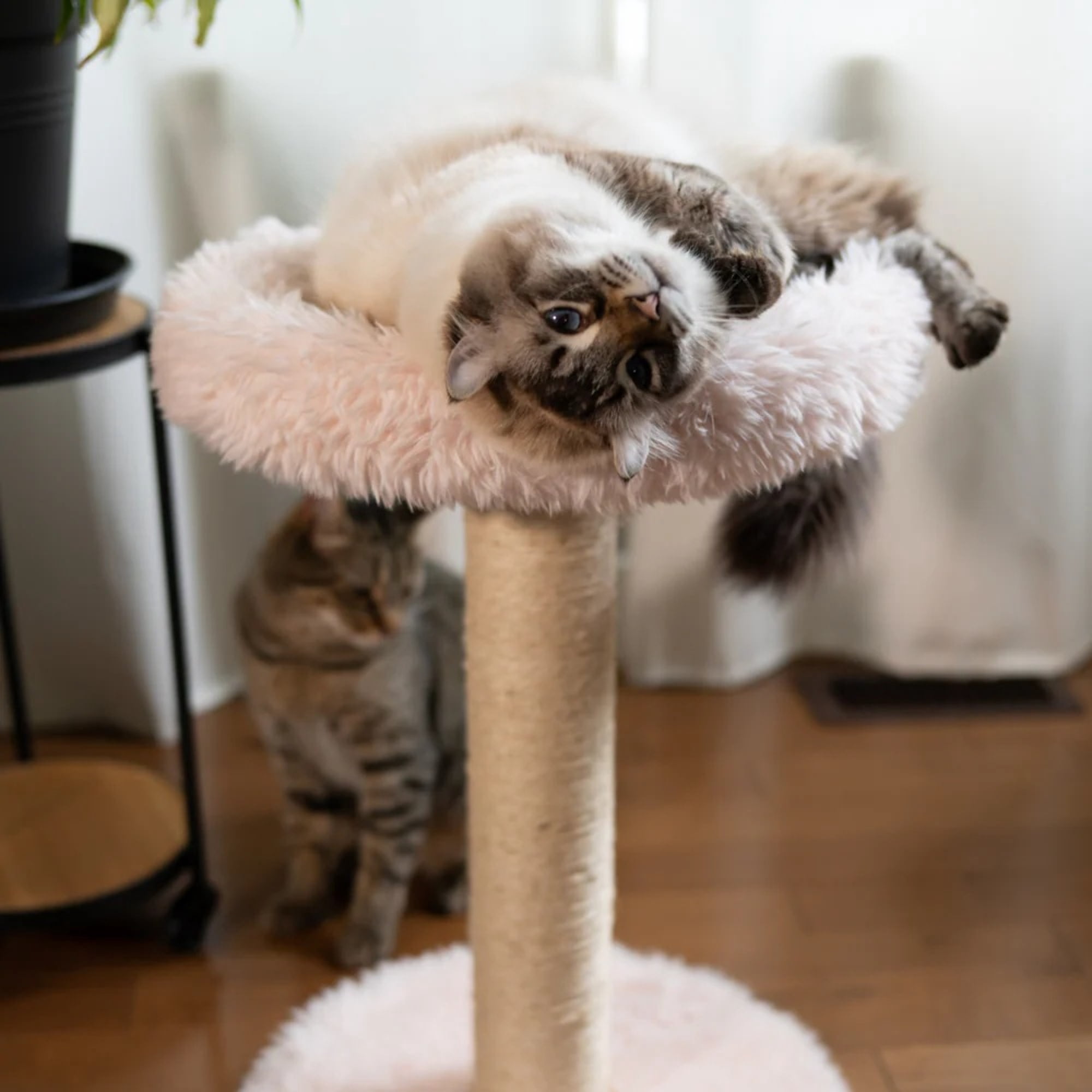 Noba: Classic Cat Tree - Blush Dusty Pink - 1-Level Round Perch, Cozy Faux Fur, Scratchable Rope Post, Climb-Play-Sleep, Animal Pet Lounge, 16 x 24"