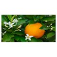 thumbnail image 2 of Orange Blossom - Impression sur Toile Portrait, 2 of 3