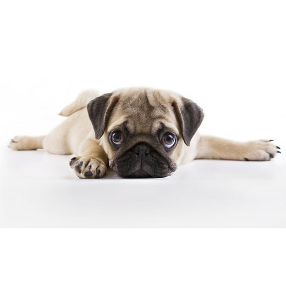 Pug Puppy Edible Icing Image for 1/4 sheet cake