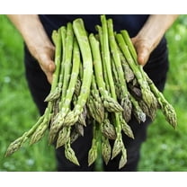 Jersey Giant Live Asparagus Bare Root Plants - 2yr Crowns - Grow Giant Asparagus (15 Asparagus Crowns)