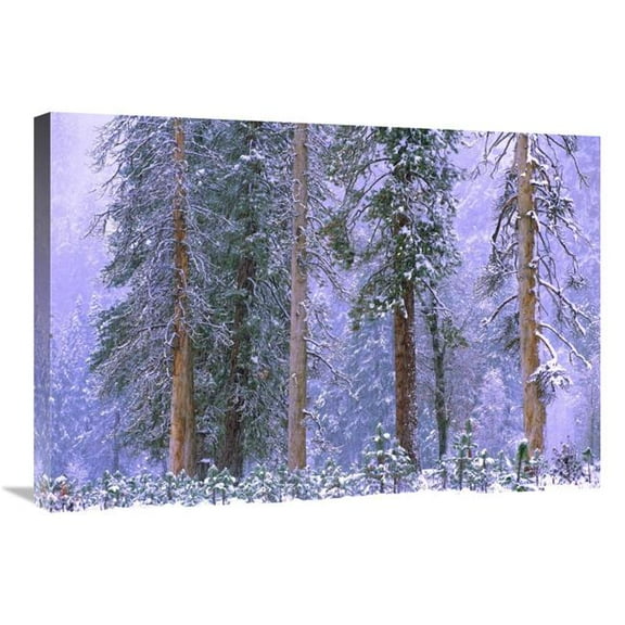 30 in. Winter in Yosemite National Park, California Art Print - Tim Fitzharris