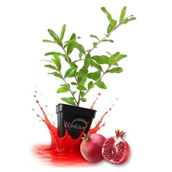 Afganski Pomegranate Tree - 3 Live Plants in 3 Inch Growers Pots - Edible Fruit Bearing Tree for The Patio and Garden