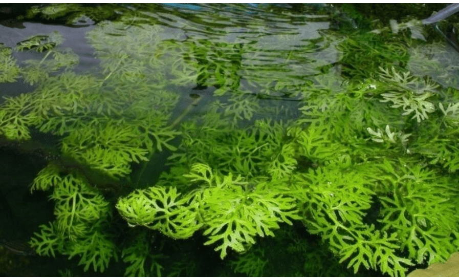 Water Sprite (Ceratopteris siliquosa) Live Aquarium Plant – Easy Freshwater Plant for Planted Tanks