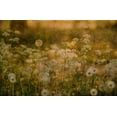 thumbnail image 2 of Devos, Delphine 14x11 White Modern Wood Framed Museum Art Print Titled - Dandelion Dreams, 2 of 4