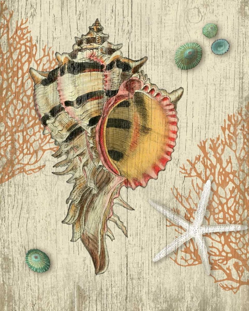 Vintage Seashell Poster Print by Suzanne Nicoll