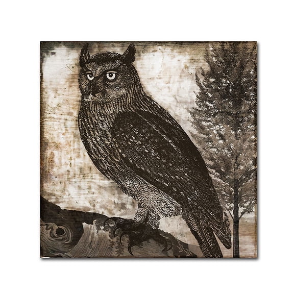 Trademark Fine Art "Owl 2" Canvas Art by Color Bakery