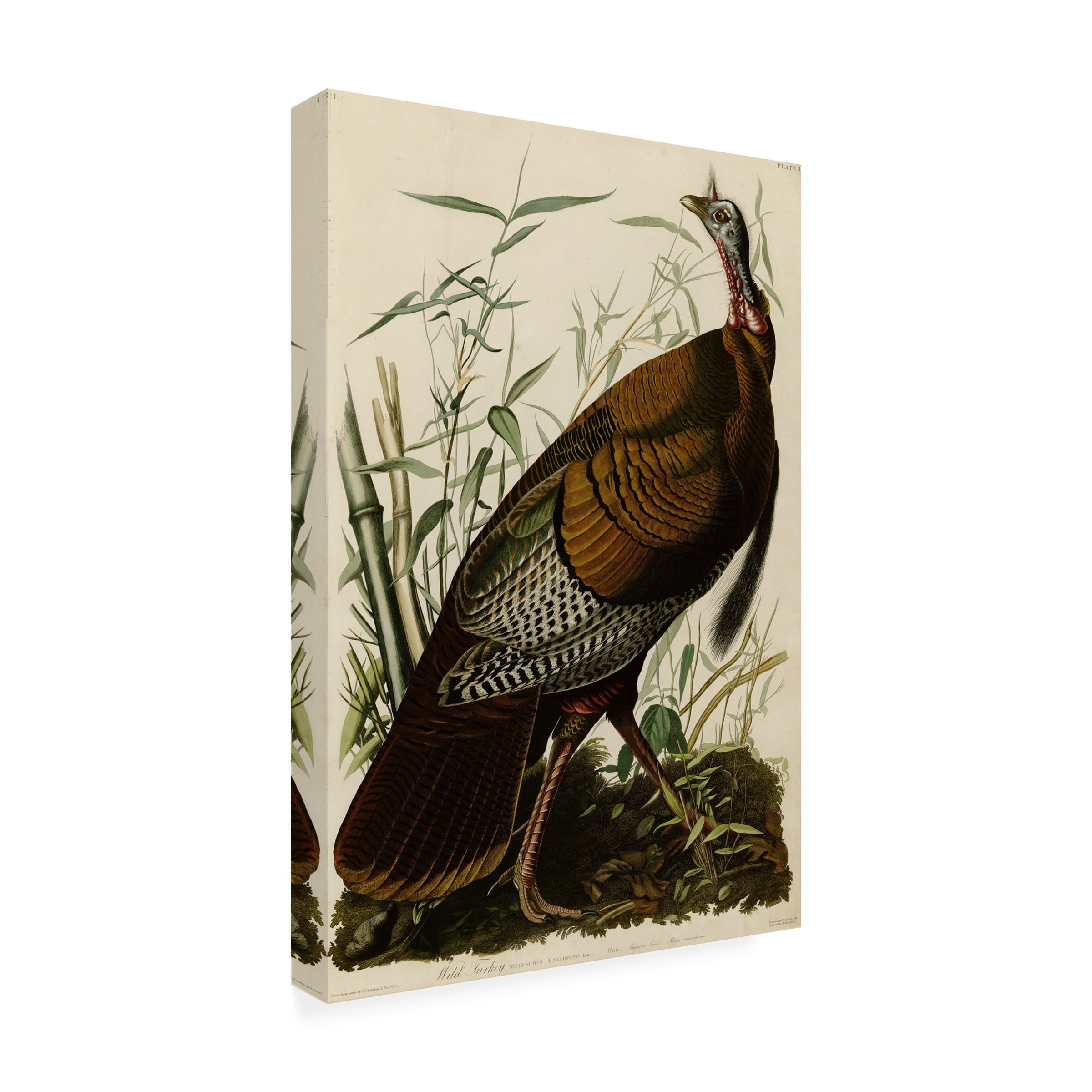 John James Audubon 'American Wild Turkey Cock' Canvas Art