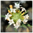 thumbnail image 1 of Everwilde Farms - 1 lb Large Flowered Phlox Native Wildflower Seeds - Gold Vault Bulk Seed Packet, 1 of 2