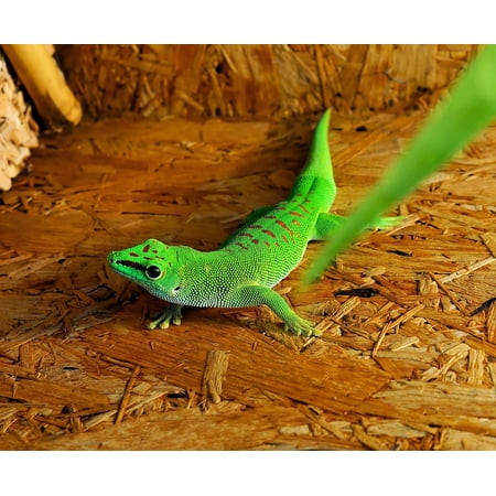 Canvas Print Green Gecko Terrarium Urtier Scale Lizard Reptile Stretched Canvas 32 x