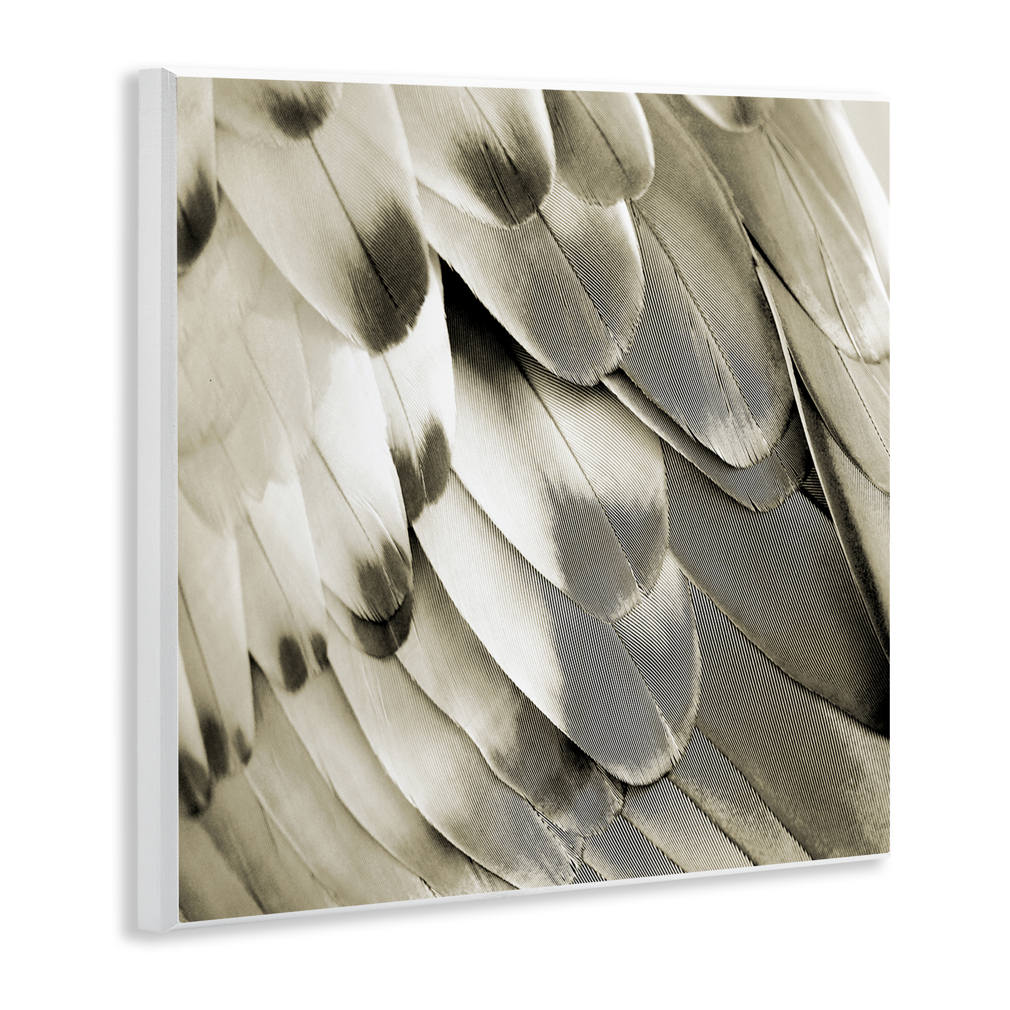 Stupell Industries Sleek Wing Feathers Animals Painting Unframed Art Print Wall Art, 12 x 12