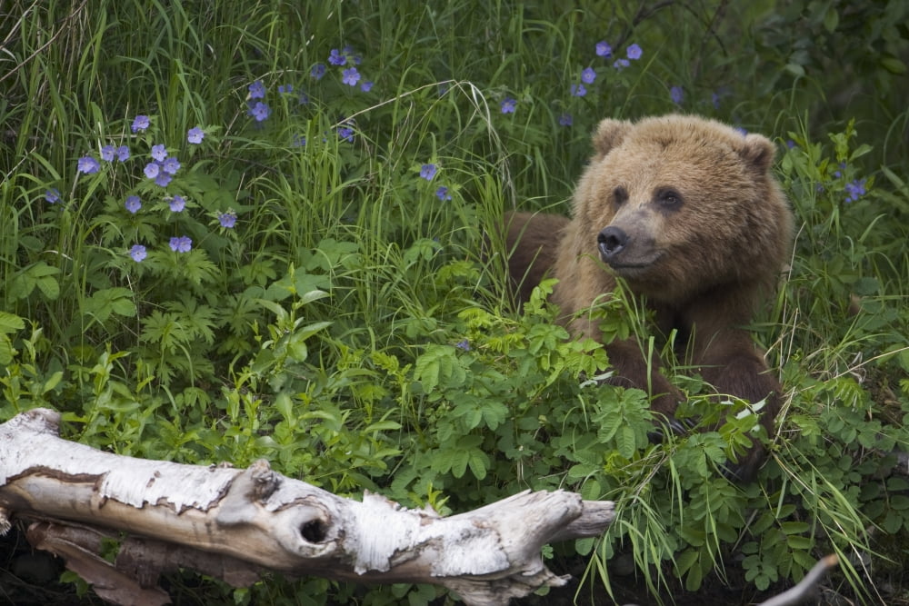 View Of Brown Bear Resting In A Patch Of Wild Geraniums Russian River Kenai Peninsula Southcentral Alaska Chugach National Forest Kenai National Wildlife Refuge Summer Canvas Art - Milo Burcham Desig