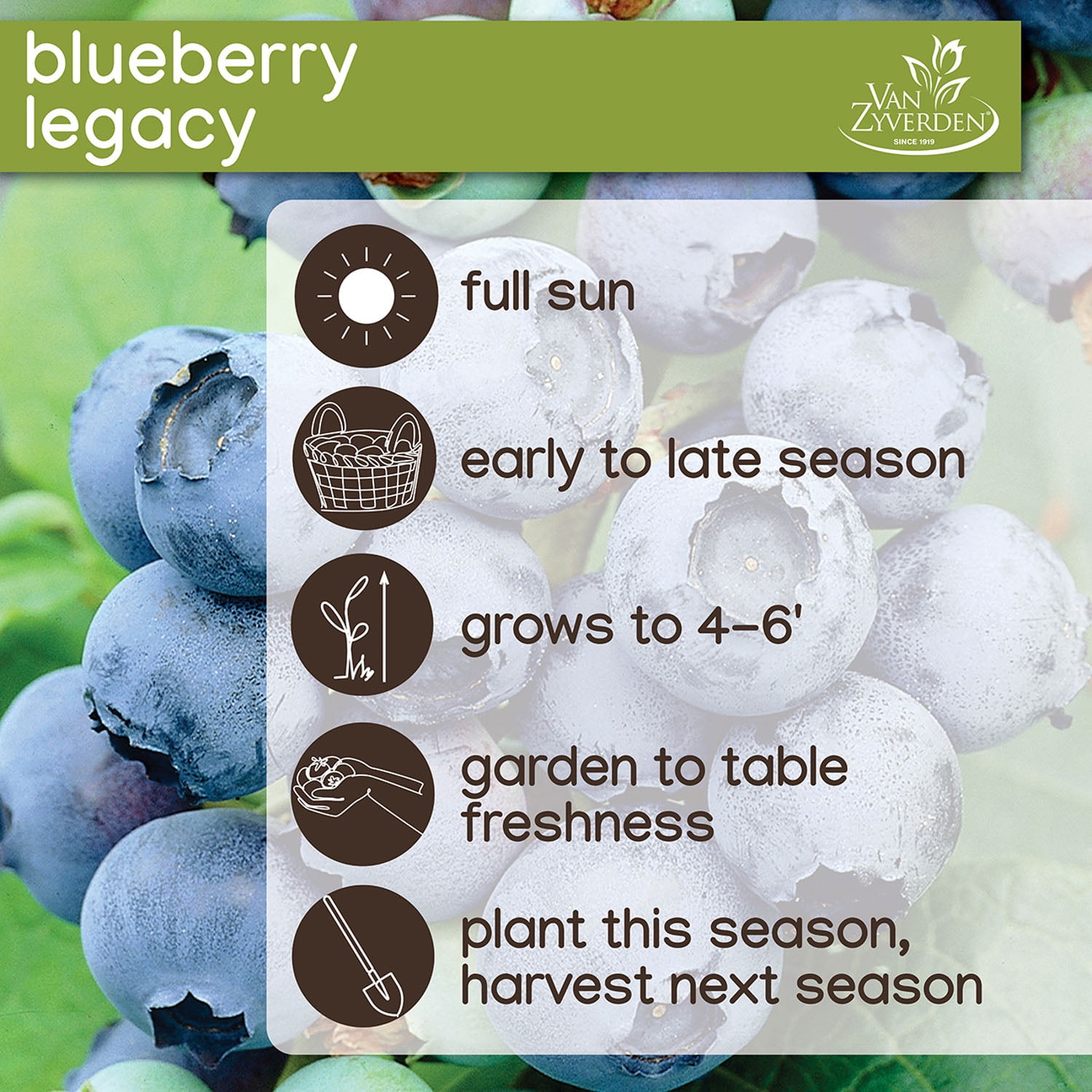 Expert Gardener Blueberry Collection #2 (Set of 2 Dormant Bare
