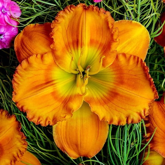Earlybird Oriole Re-Blooming Daylily Flower Root - Grow Live Daylilies - Ready to Plant Perennial - Attracts Butterflies and Hummingbirds