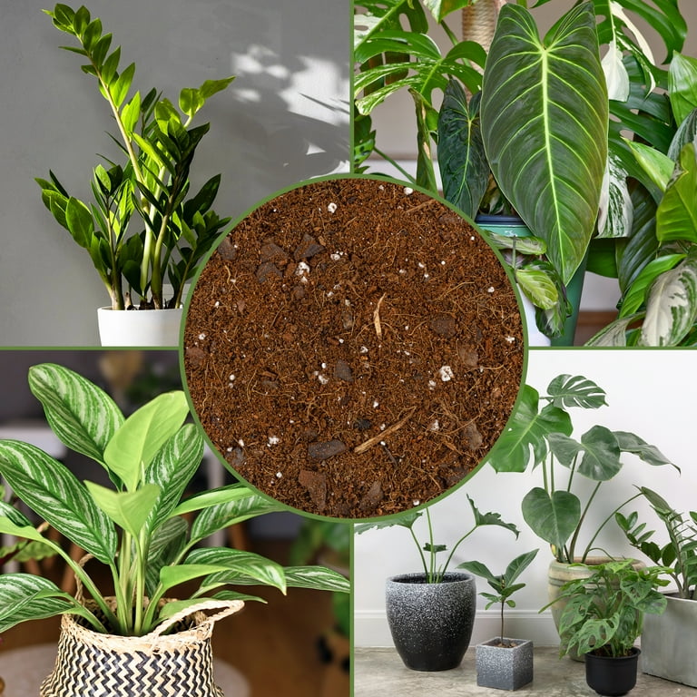 Aroid Plant Potting Soil Mix (4 Quarts), for Pothos Devil's Ivy