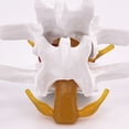 thumbnail image 2 of Guardoinrt Lumbar Vertebrae Model Easy-to And Effective Teaching Tool Durable And Reliable Props Model white 1Set, 2 of 6