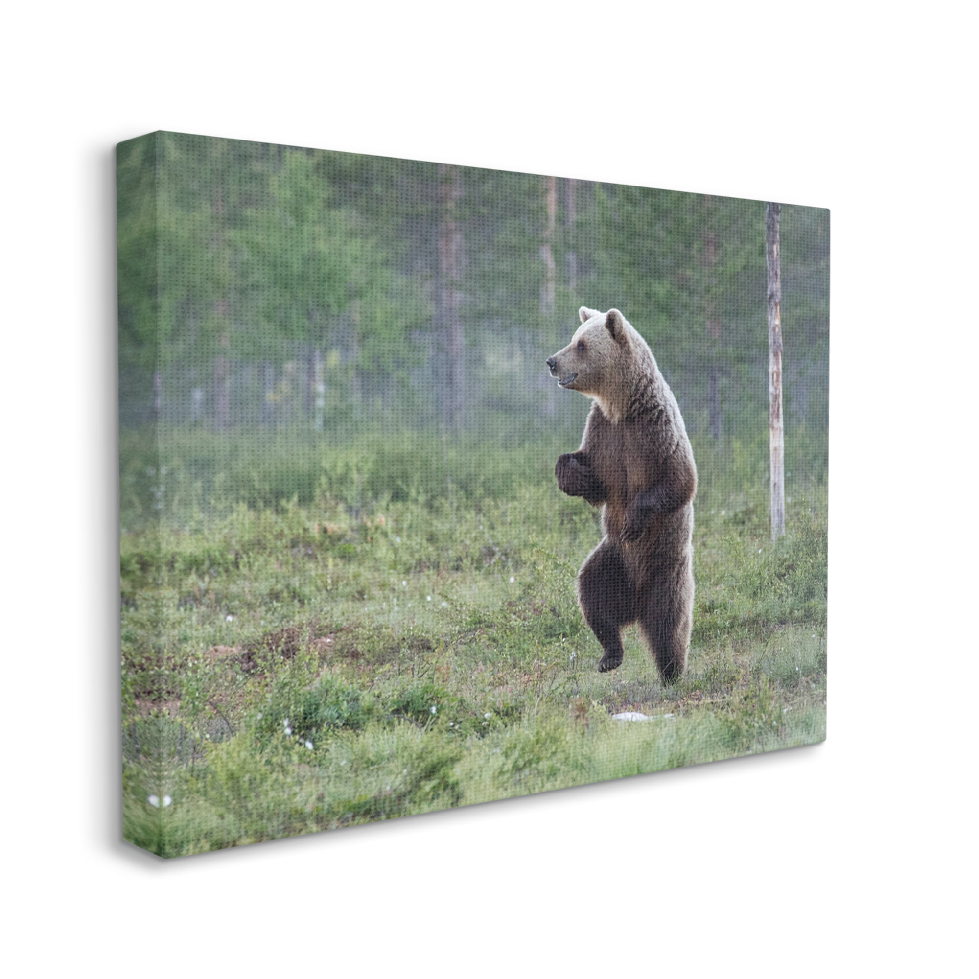 Stupell Industries Dancing Bear in Forest Animals & Insects Photography Gallery Wrapped Canvas Art Print Wall Art, 20 x 16
