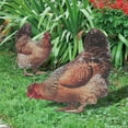 thumbnail image 3 of Ornamento de Estaca de Jardín de Gallina, Apuestas de pollo colorido 2pcs estereoscópico para al aire libre para céspedes, 3 of 7