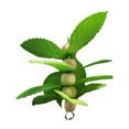 thumbnail image 2 of Prevue Sprouts Berries Wooden Bird Toy, 2 of 3