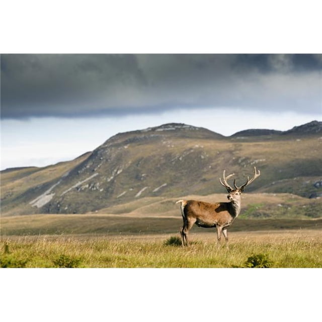 Isle of Islay Scotland - A Deer Standing In A Field Poster Print, 38 x 24
