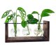 thumbnail image 1 of Terrario de plantas, estación de propagación de mesa Compatible con plantas hidropónicas con soporte de madera Compatible con regalos Hom, 1 of 5