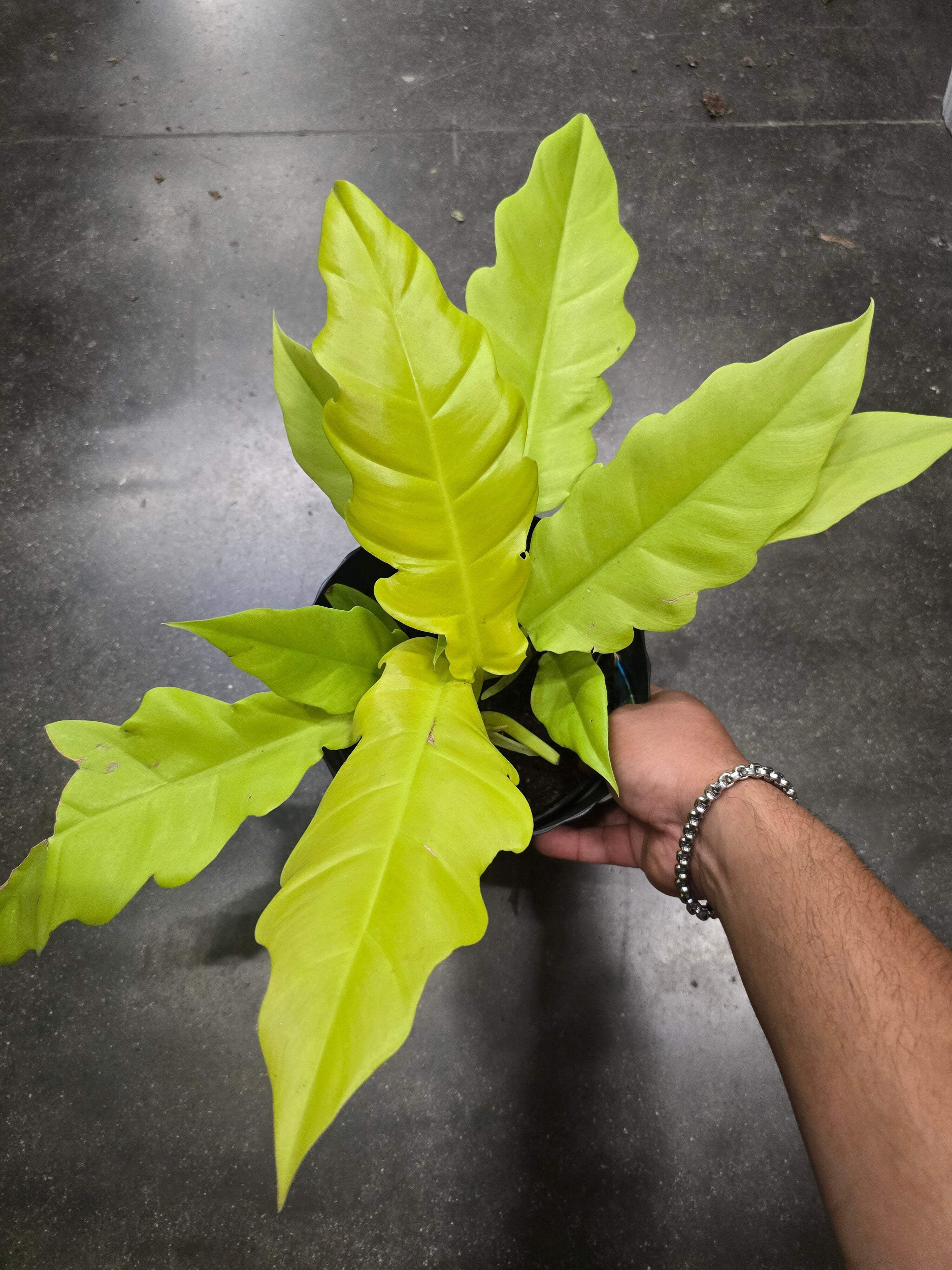 6 inch Pot- Philodendron 'Golden Crocodile' Beautiful Plant indoor outdoor- Get Similar