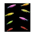 thumbnail image 4 of GloFish&reg; Danio 8ct Live Fish Assortment, 4 of 10