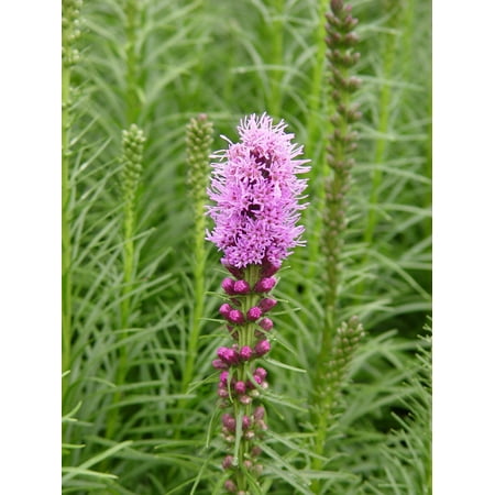 Spike Gayfeather Dense Blazing Star