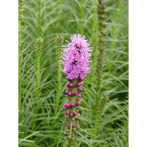 Spike Gayfeather Dense Blazing Star