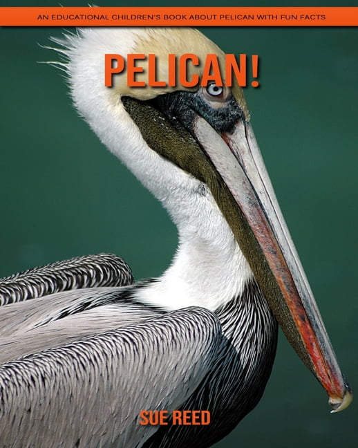 kids crocs pelican