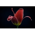 thumbnail image 2 of Gronkjar, Lotte 18x13 White Modern Wood Framed Museum Art Print Titled - First Tulip, 2 of 4