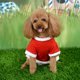 thumbnail image 3 of LOVE Pattern Pet Costume, Pet Clothes, For Pet Dog ANGGREK SG, 3 of 8