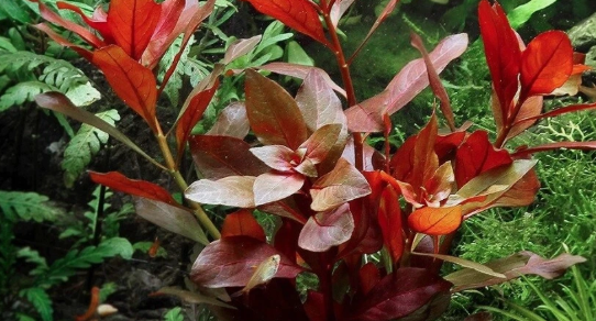 Ludwigia Repens Red – Live Freshwater Aquarium Plant Bunch for Fish Tanks