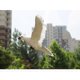 thumbnail image 3 of Figuras de esculturas de estatua de pájaros de palomas emdas decorativas para el hogar y el escritorio 4 Blanco Zulema Decoy Pigeon Artificial, 3 of 6