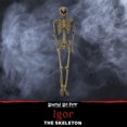 thumbnail image 5 of Life-Size 5 ft Skeleton Prop, Indoor/Covered Outdoor Halloween Decoration, HHSKEL-8HA, 5 of 11