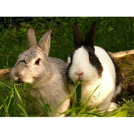 LAMINATED POSTER Pets Dwarf Rabbit Rabbit Munchkins Hare Nager Poster Print 24 x