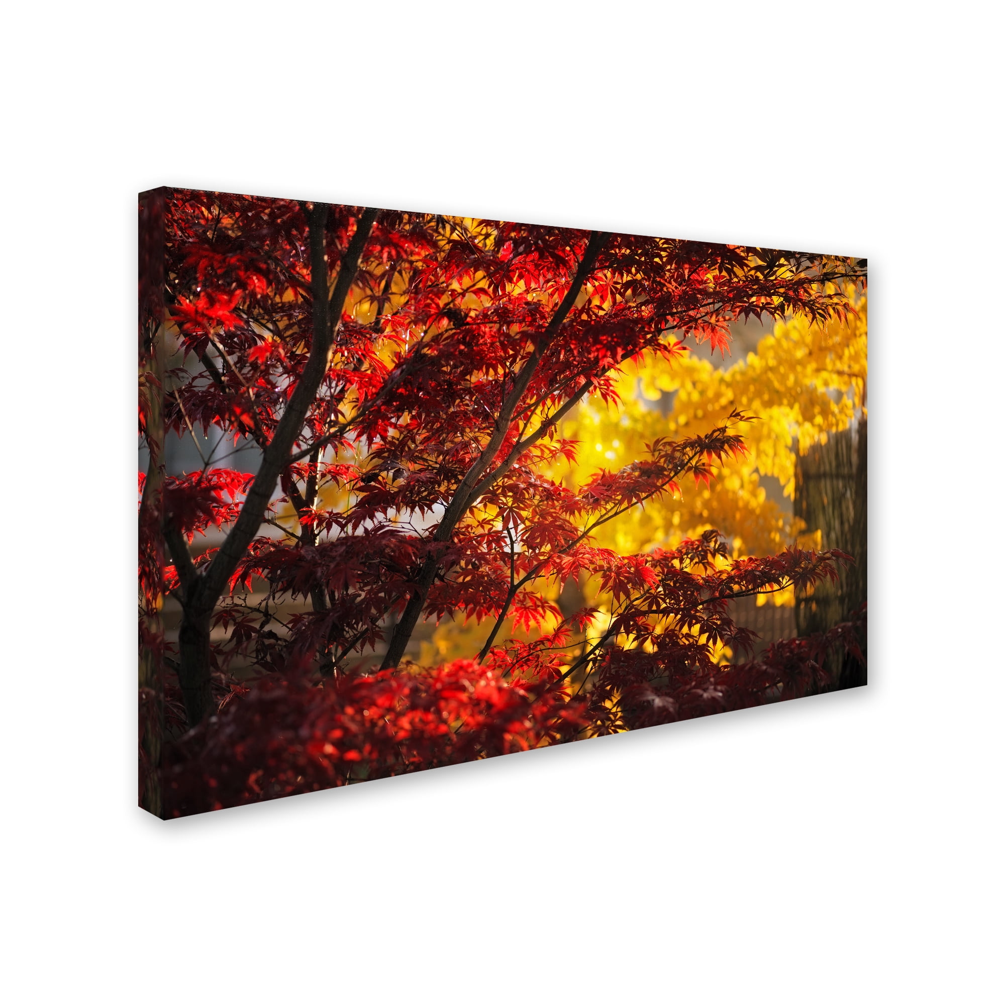 Trademark Fine Art "Transits" Canvas Art by Philippe Sainte-Laudy