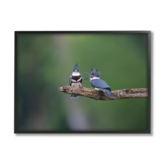 Stupell Industries Blue Jays on Branch Animals & Insects Photography Black Framed Art Print Wall Art, 14 x 11