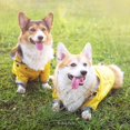thumbnail image 5 of BR Chubasquero para mascotas - XL, chaqueta impermeable para perros con capucha - Productos para mascotas, 5 of 5
