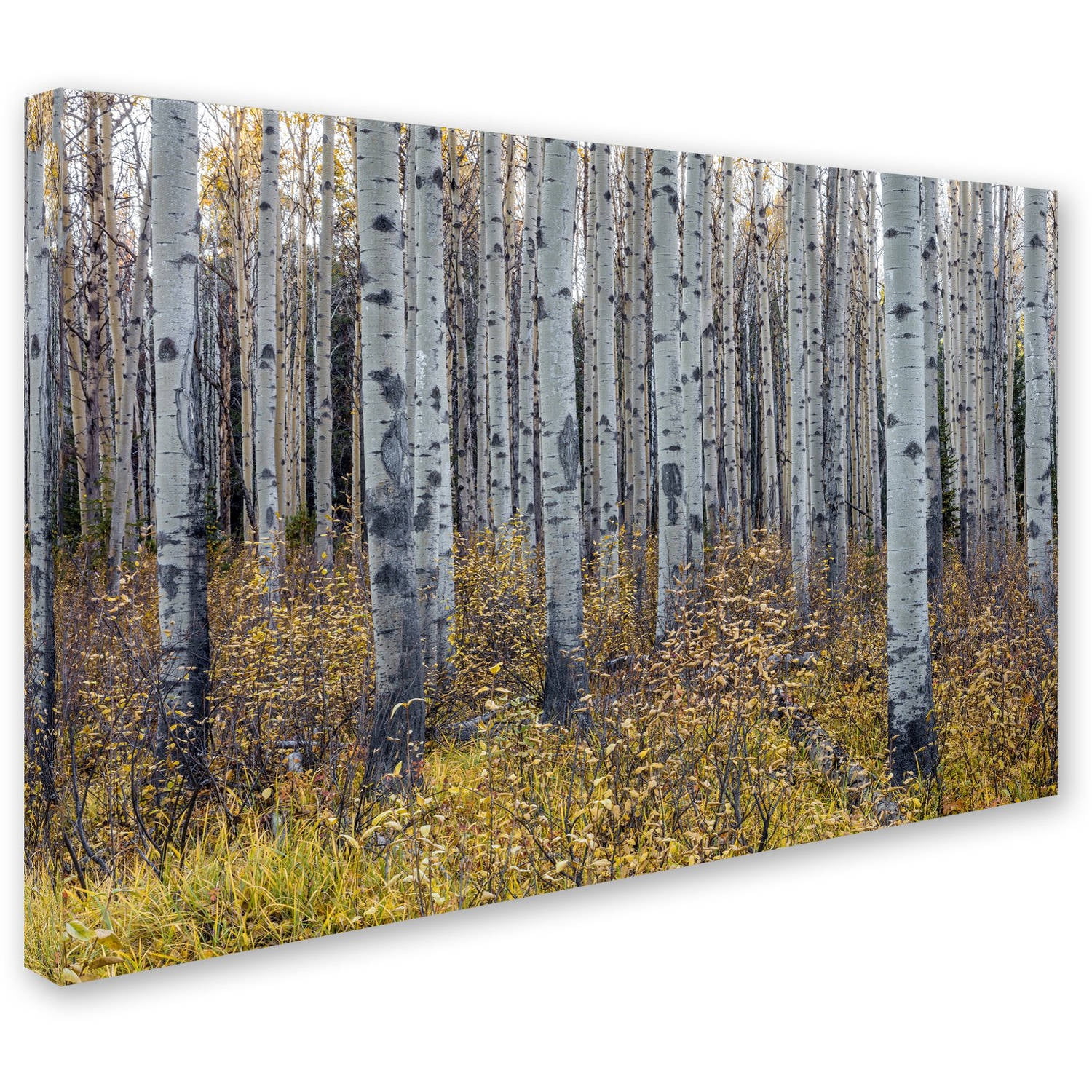 Trademark Fine Art 'Aspen Trees in Autumn' Canvas Art by Pierre Leclerc