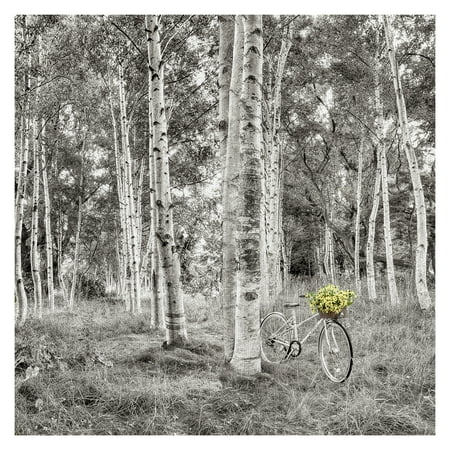 Sunflower Print Masterpiece Art Gallery Sunflower Bicycle Ride Through The Forest By Alan Blaustein Canvas Art Print 30