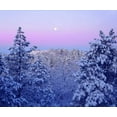 thumbnail image 2 of Talbot Frank, Christopher 23x20 Gold Ornate Wood Framed with Double Matting Museum Art Print Titled - CA, snowy trees in the Laguna Mts at Sunrise, 2 of 4