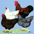 thumbnail image 3 of CafePress - Plymouth Rock Chickens Dark T Shirt - Men's Classic Graphic T-Shirt, 3 of 4