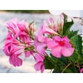 thumbnail image 6 of Mandevilla Alice Du Pont, Pink Flower, Lot of 2 Starter Plants, 6 of 8