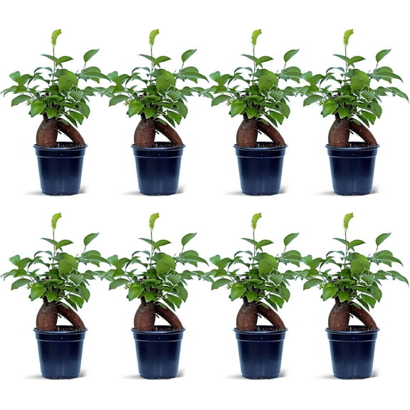 8 Pack Live Ginseng Ficus, Ficus Retusa, Banyan Fig, Potted Bonsai Houseplant, Birthday Gift for Plant Lover, Office Gift for Christmas, Indoor Live Plant in 4" Pot