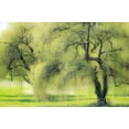 thumbnail image 2 of Gulin, Sylvia 14x11 White Modern Wood Framed Museum Art Print Titled - Washington State-Medina spring greens willow tree, 2 of 4