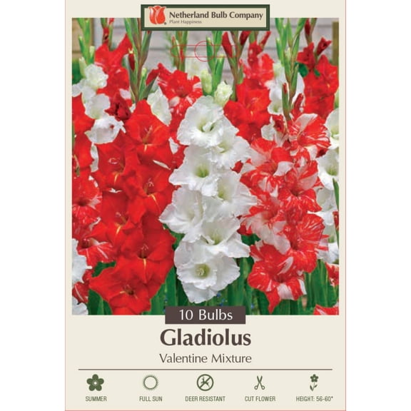 Valentine Mixture Gladiolus - Unique Blooms! - 10 Bulbs - 12/14 cm Bulbs