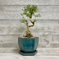 thumbnail image 1 of 9” Cascade Bonsai  (IN-STORE PICK UP or LOCAL DELIVERY ONLY), 1 of 4