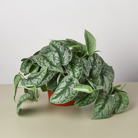 House Plant Shop Pothos 6" Silver Splash Live Plants in 6" Pot, Easy Care, Includes Care Guide